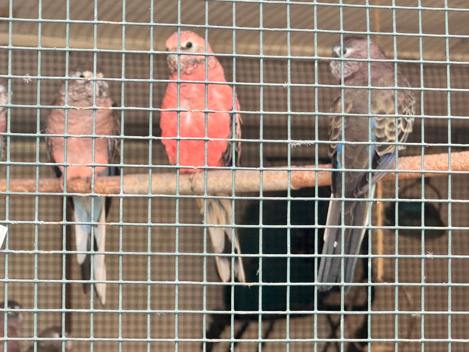 Boerkes te koop
