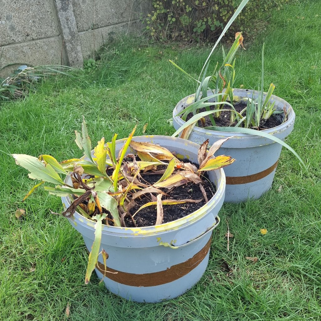 Meiklokjes OF Irissen in grote kweekpot 3€/pot, 5€ allebei, Ophalen of Verzenden, Vaste plant