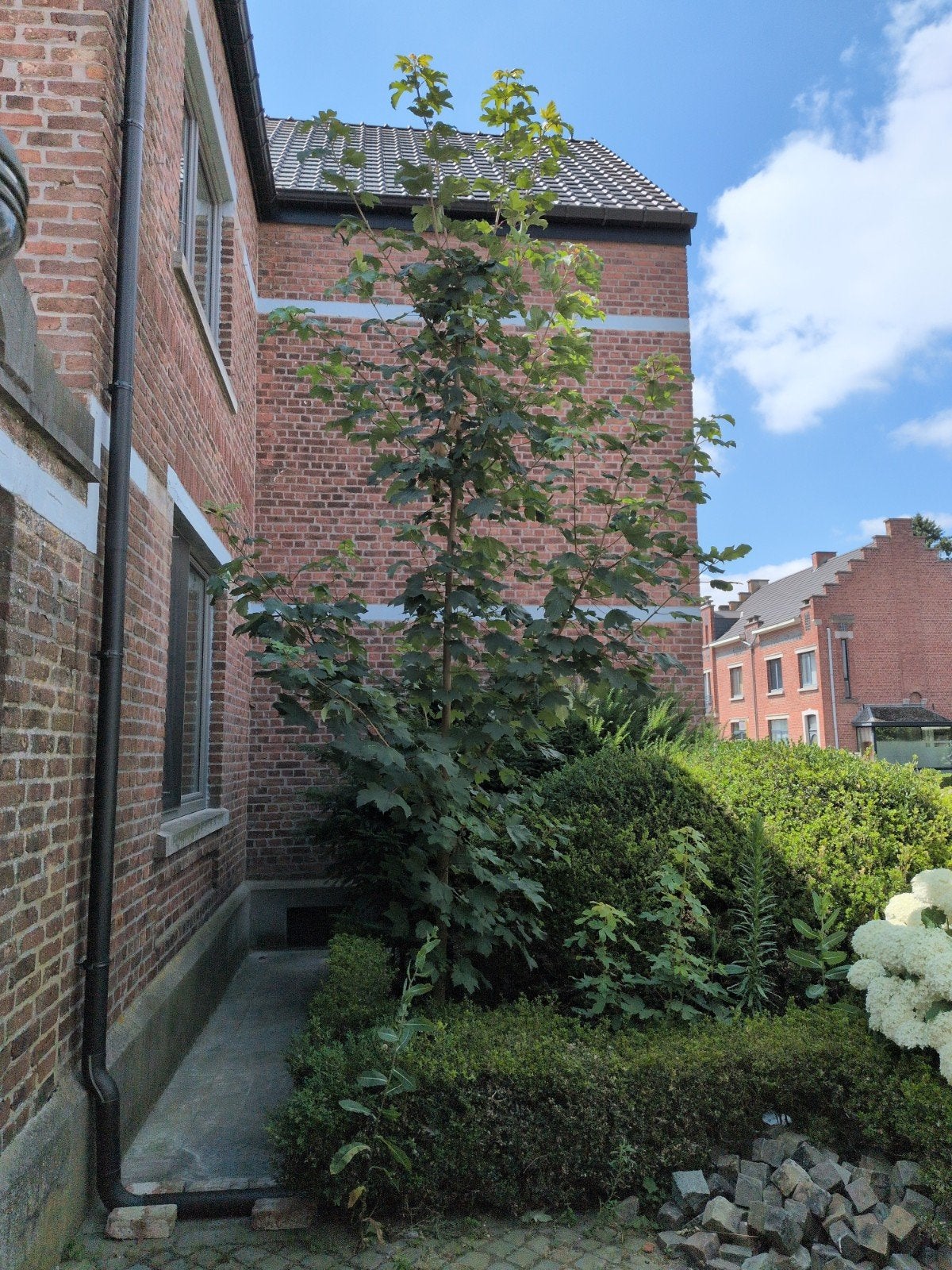 Esdoorn boom, Tuin en Terras, Ophalen