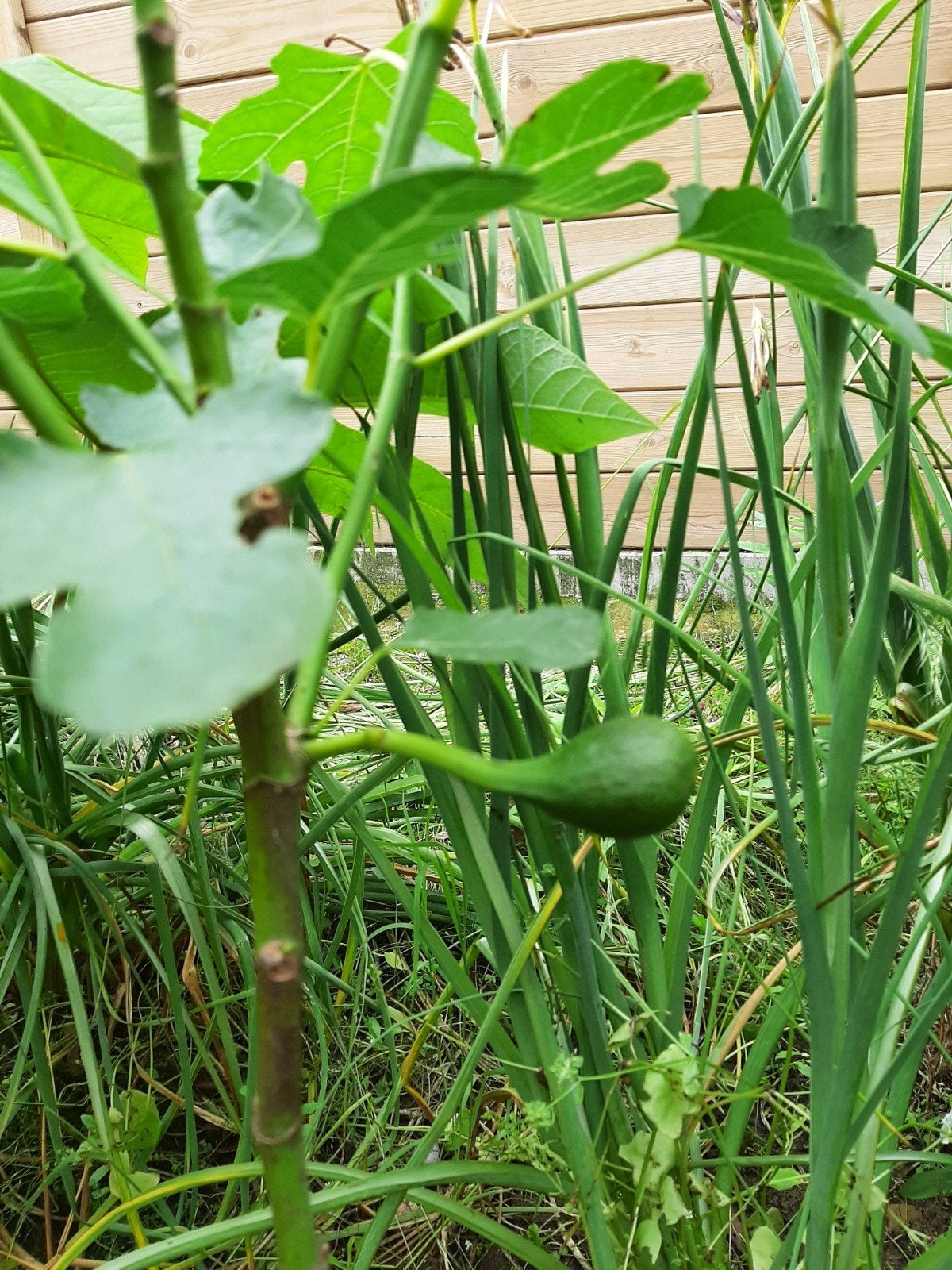vijgenscheuten brown turky, Ophalen, Vaste plant, Fruitplanten