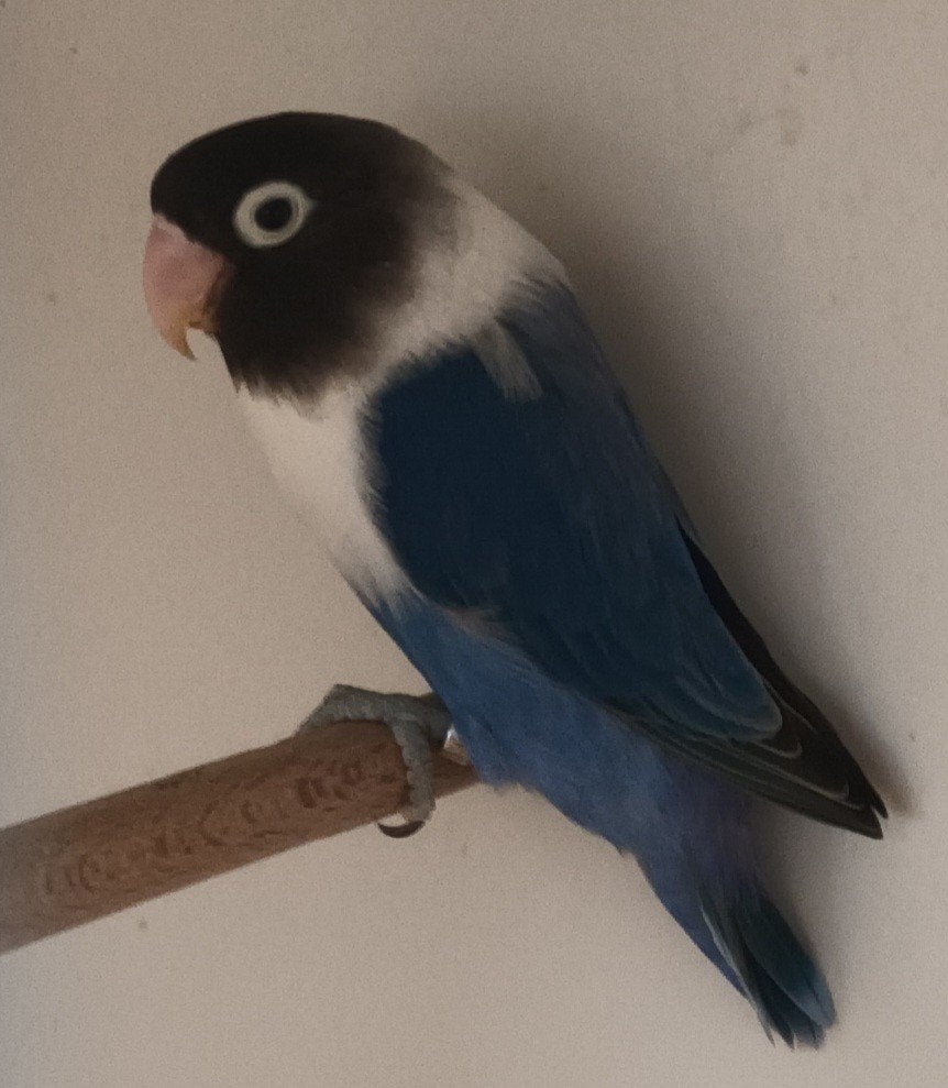 Agapornis Personatus., Meerdere dieren, Dwergpapegaai of Agapornis, Geringd