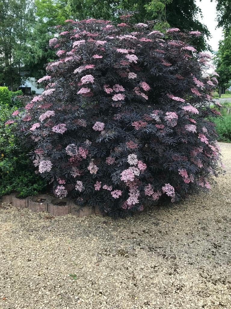 Sambucus nigra Black Lace, Ophalen, Struik