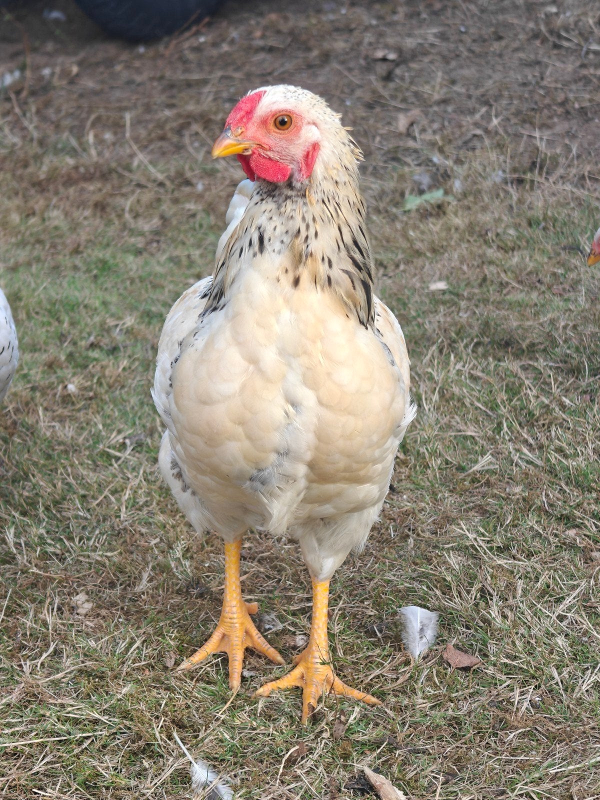 Wyandotte kriel haan., Dieren en Toebehoren