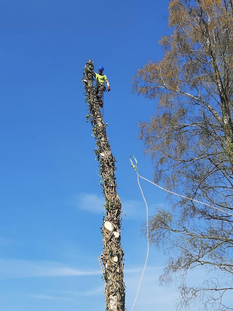 Boomverzorging - Snoeien en vellen van bomen