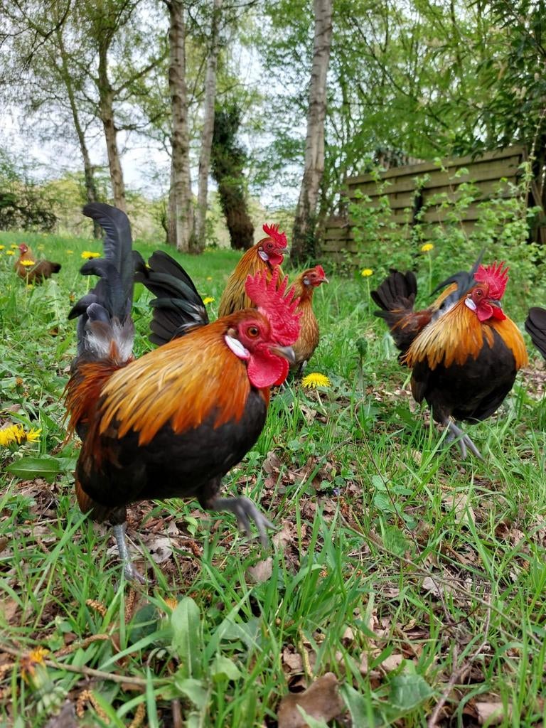 Koppel Belgisch kriel patrijskleur, Dieren en Toebehoren, Pluimvee