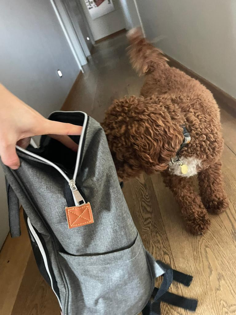 Honden rugzak, Dieren en Toebehoren, Ophalen