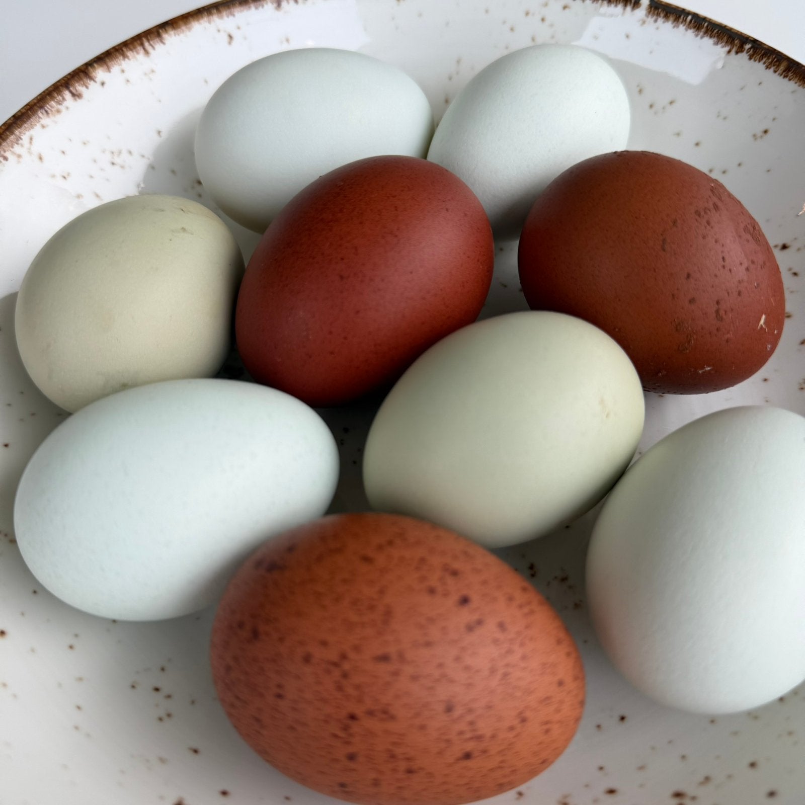 12 broedeieren, Dieren en Toebehoren
