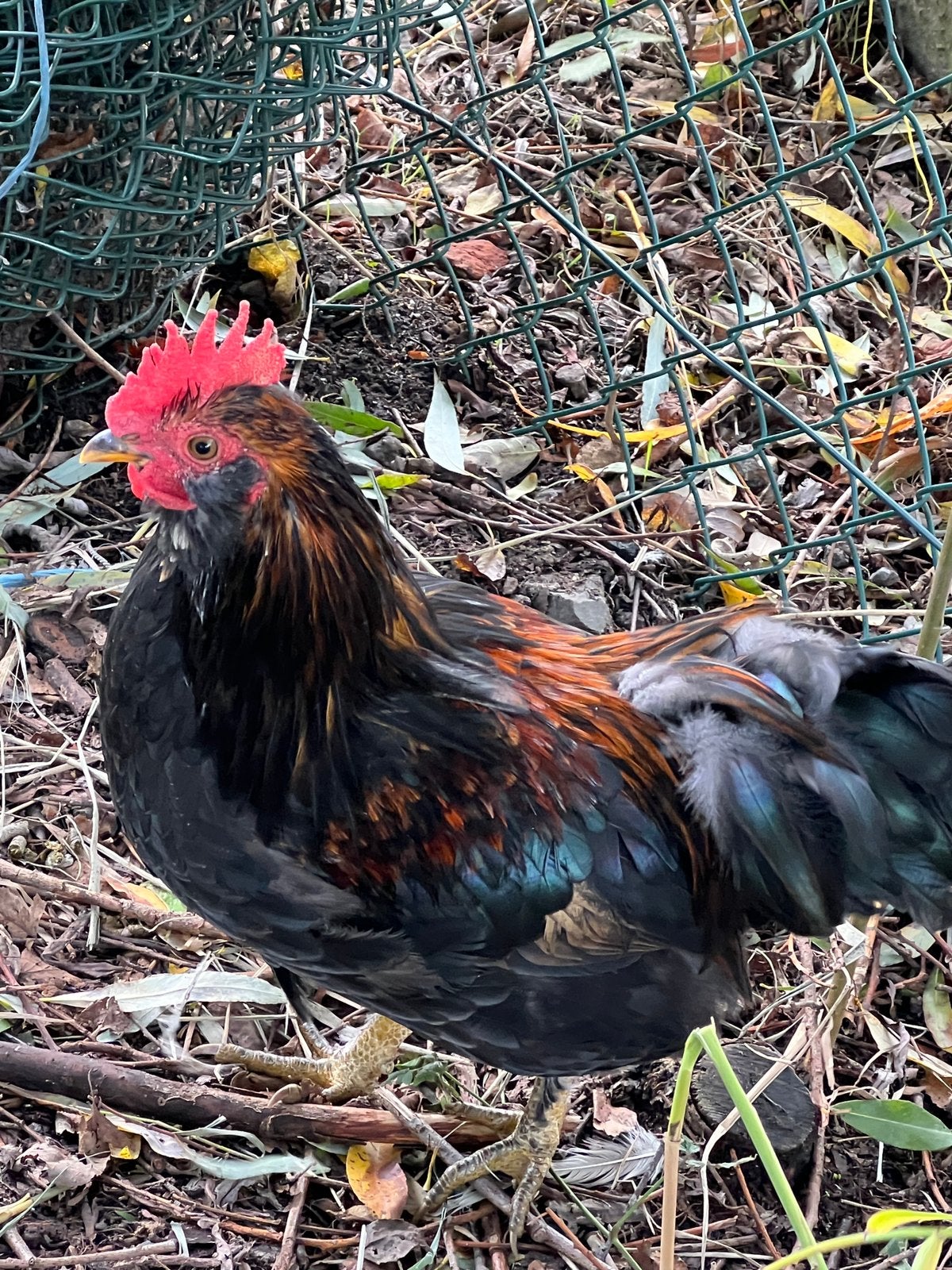 Haan 6 maanden oud, Dieren en Toebehoren, Mannelijk, Kip