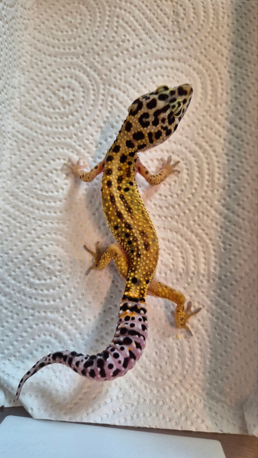 Gecko léopard Bold Het. diablo blanco, Lézard, Domestique, 0 à 2 ans