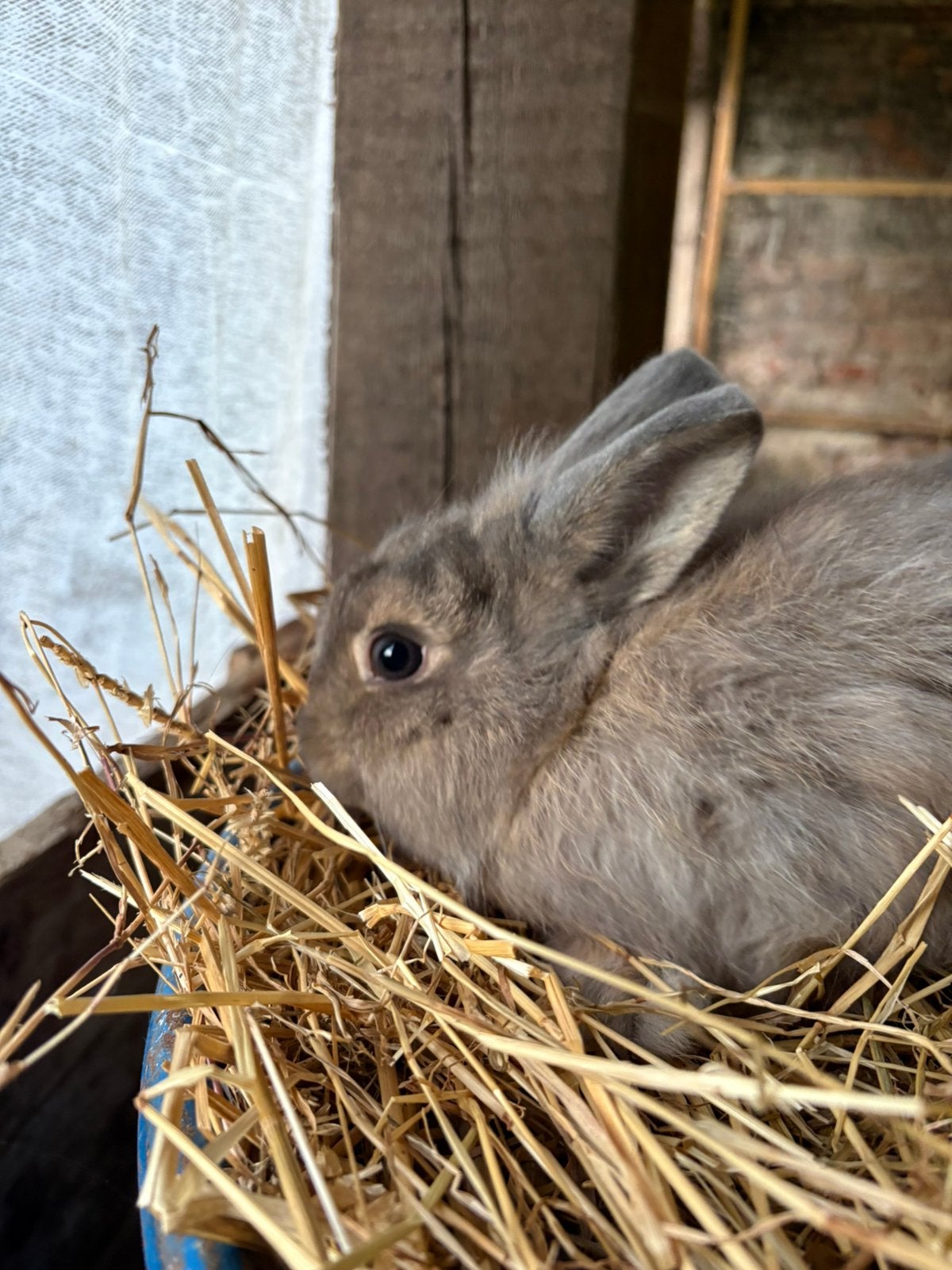 Fluffy dwergkonijn, Mannelijk, Dwerg, 0 tot 2 jaar
