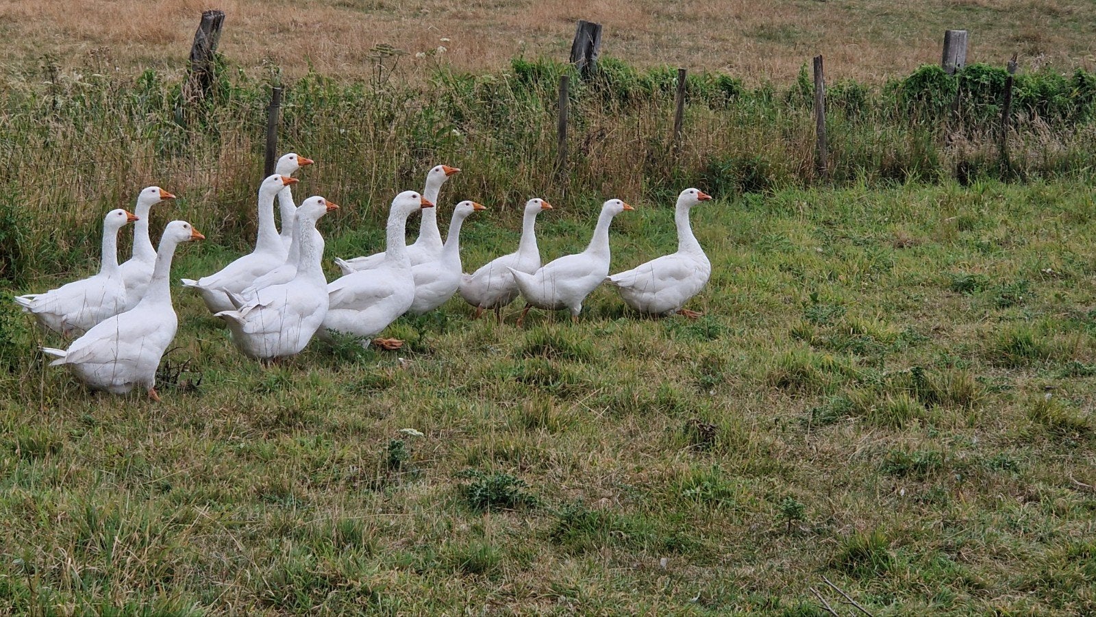 ganzen, Dieren en Toebehoren, Pluimvee, Meerdere dieren, Gans of Zwaan