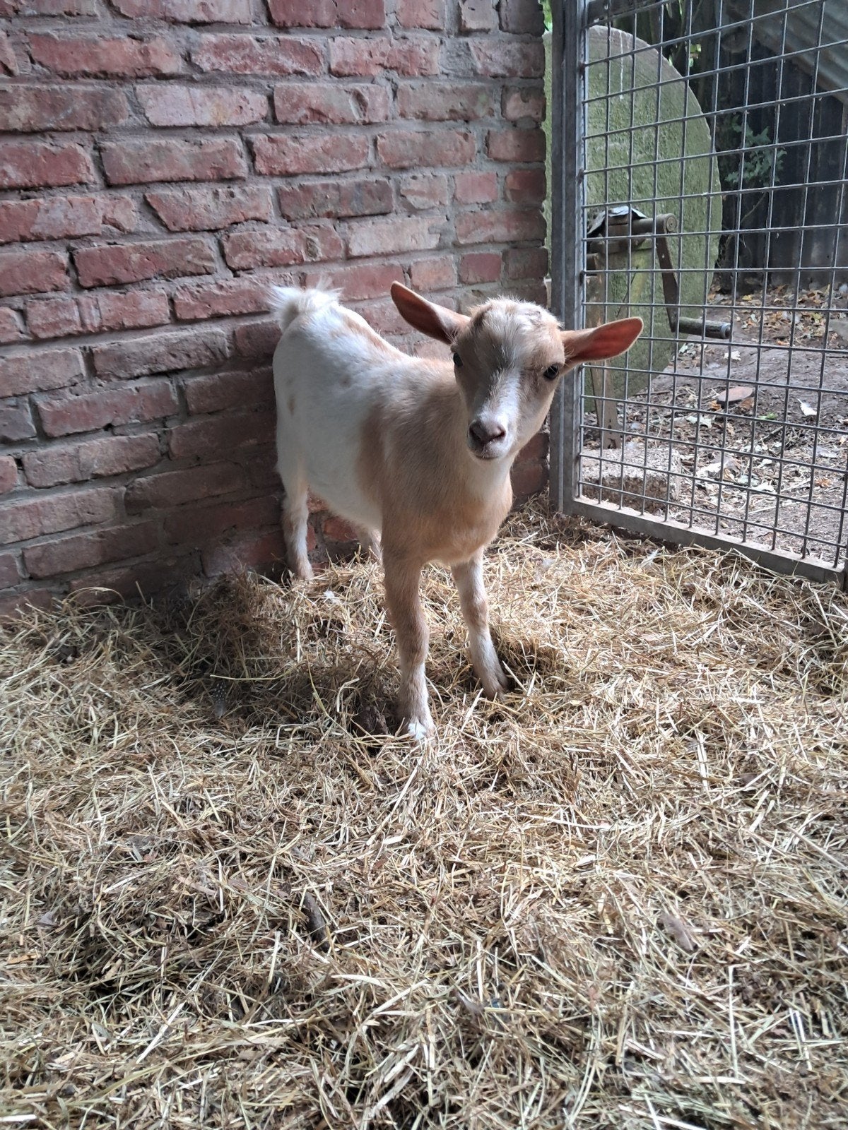 Hoornloos jong dwerggeitje, Dieren en Toebehoren