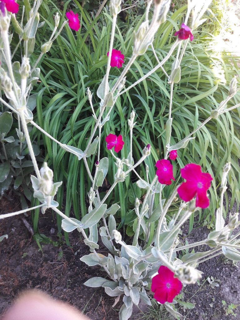 prikneus vaste plant, Ophalen, Zomer, Vaste plant