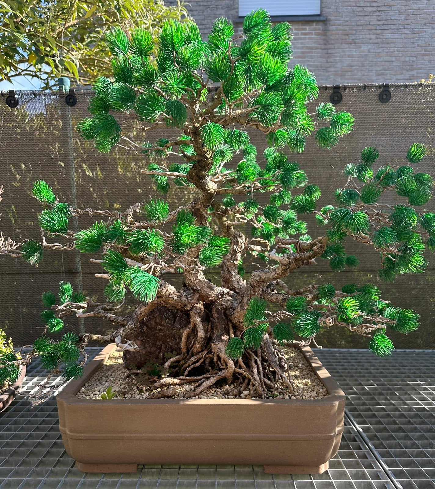 Kunst bonsai den, Tuin en Terras, Ophalen