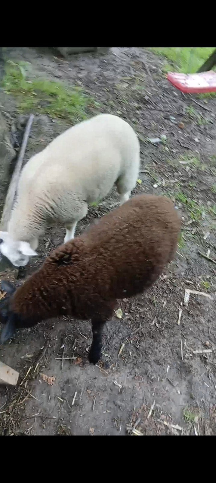 Brebis et une agnelle de 4 mois séparément ou ensemble