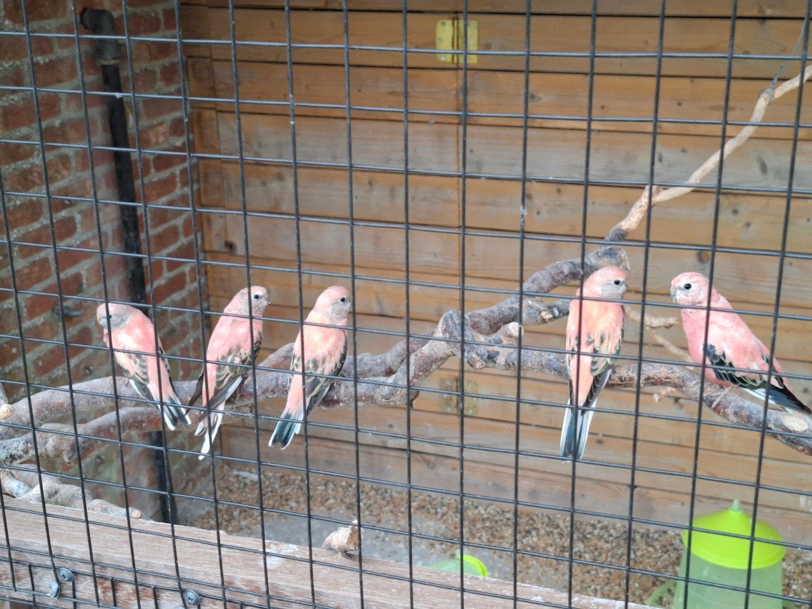 roze bourkes, Plusieurs animaux, Perruche