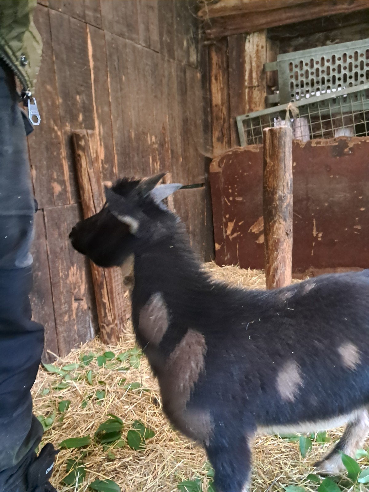 Mooi tam maanvlekken dwerggeitje, Dieren en Toebehoren, Schapen, Geiten en Varkens