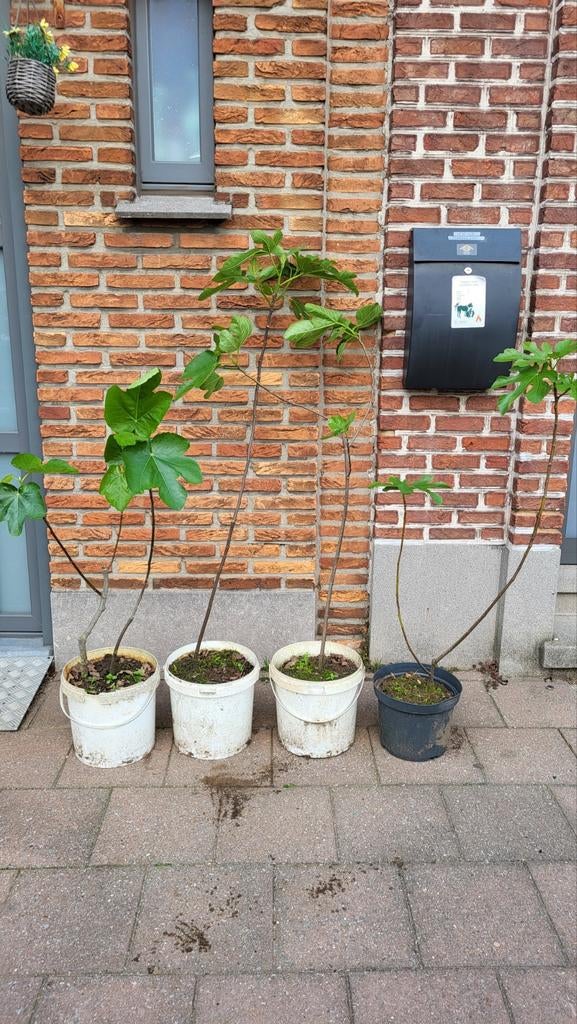 Vijgenbomen (per stuk voor 25 euro), Tuin en Terras, Planten | Fruitbomen, Ophalen