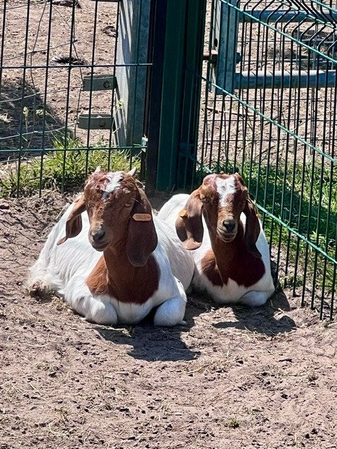 Boergeit moeder + 2 lammetjes, Dieren en Toebehoren, Schapen, Geiten en Varkens, Geit, Meerdere dieren, 0 tot 2 jaar
