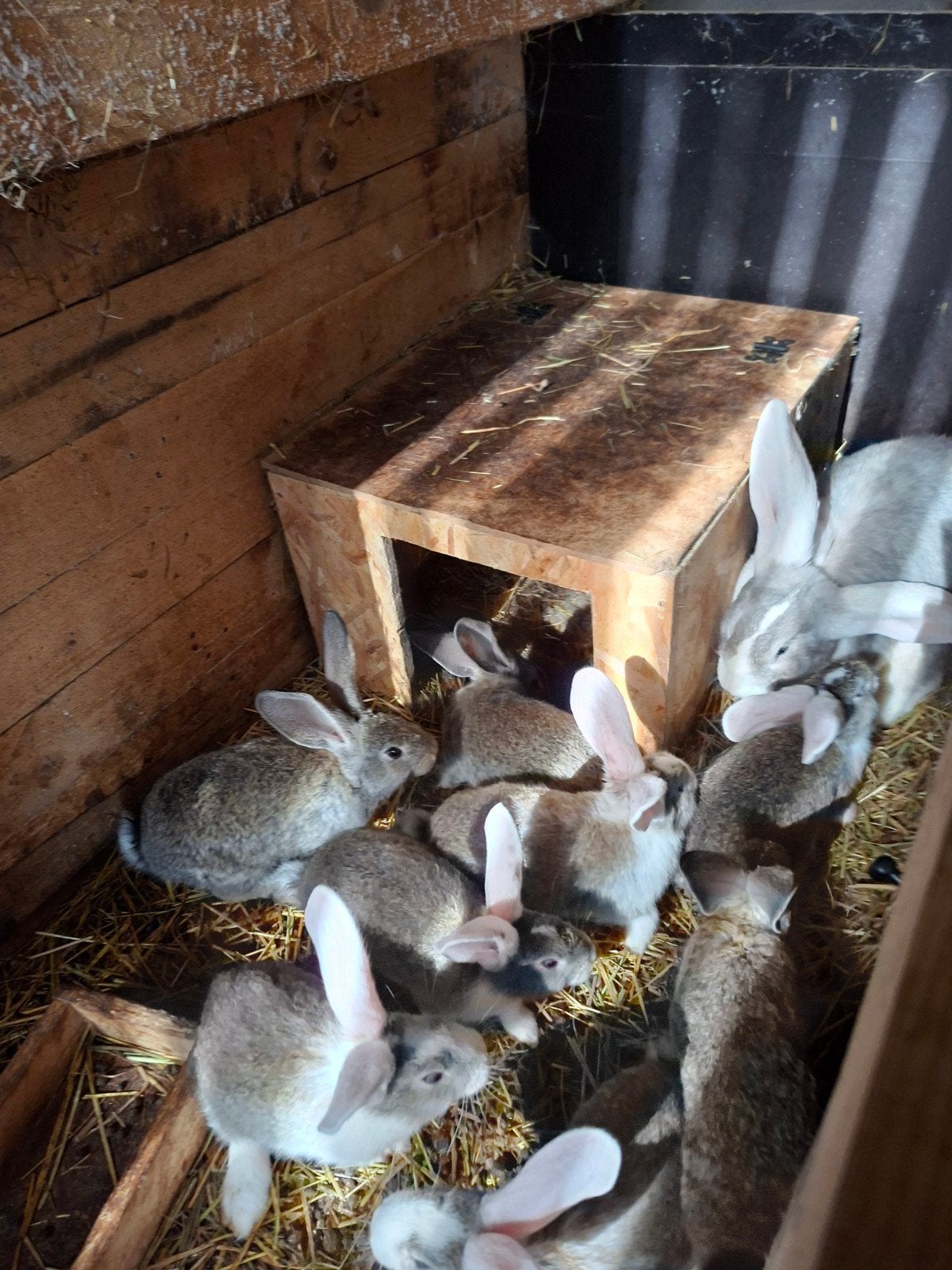 Konijnen, Dieren en Toebehoren, Meerdere dieren, Groot