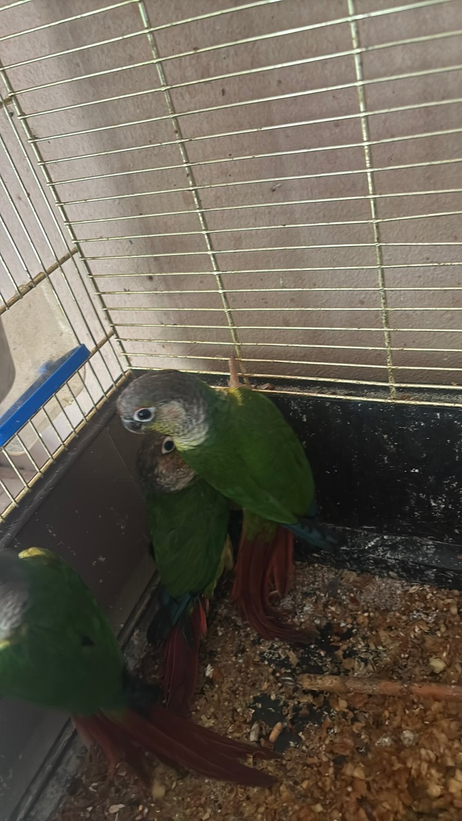 Pyrrhura, Dieren en Toebehoren