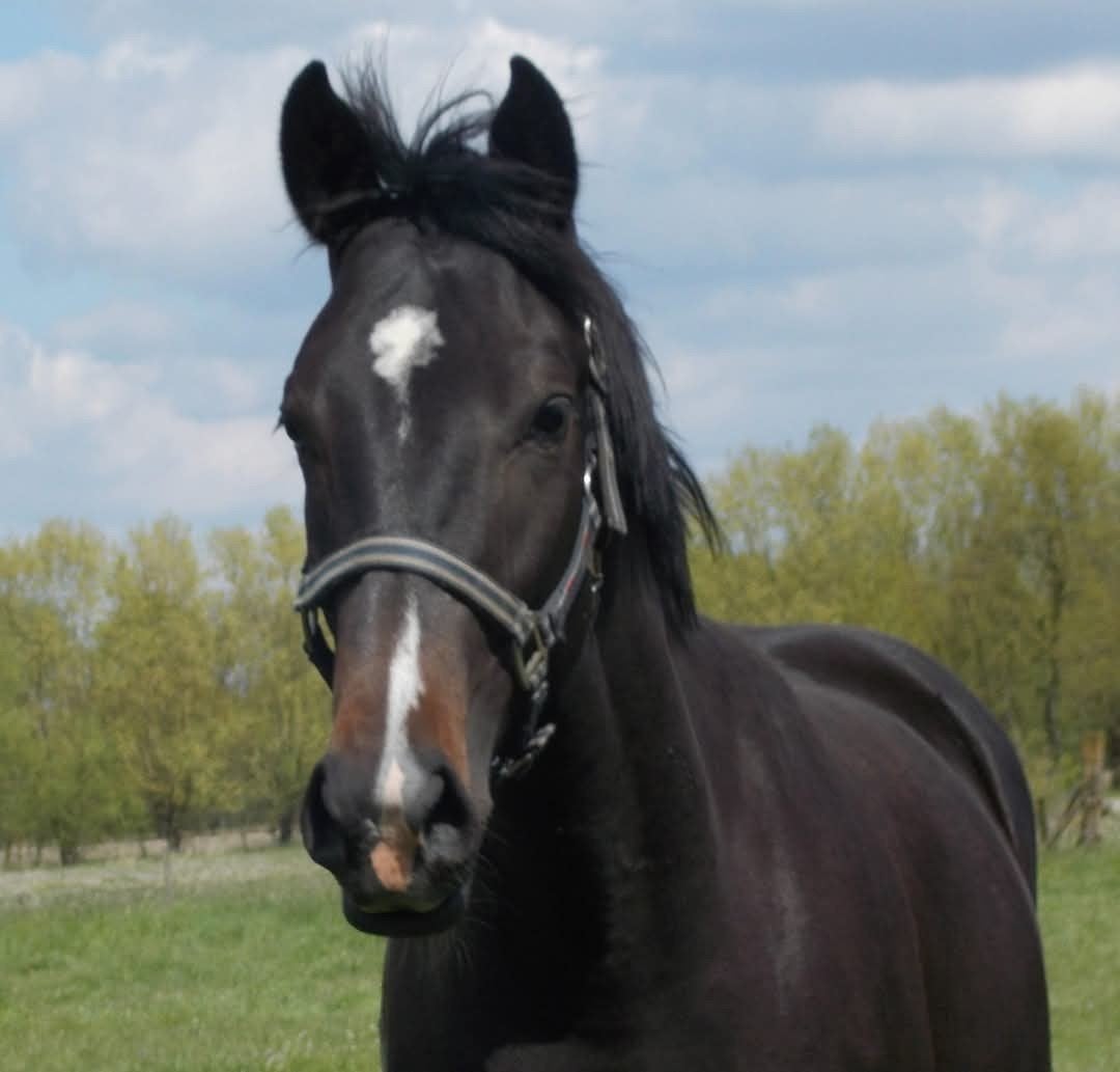springpaarden
