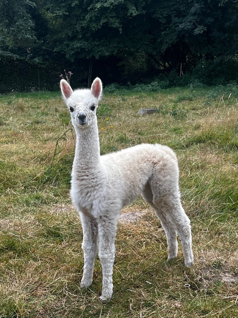 Jument alpaga avec poulain femelle, Animaux & Accessoires, Femelle, Mouton, 3 à 5 ans