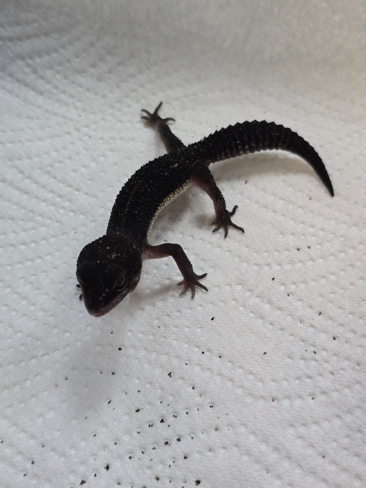 Prachtige pure Black Night luipaardgekko's (Eublepharis macu, Animaux & Accessoires, Amphibien