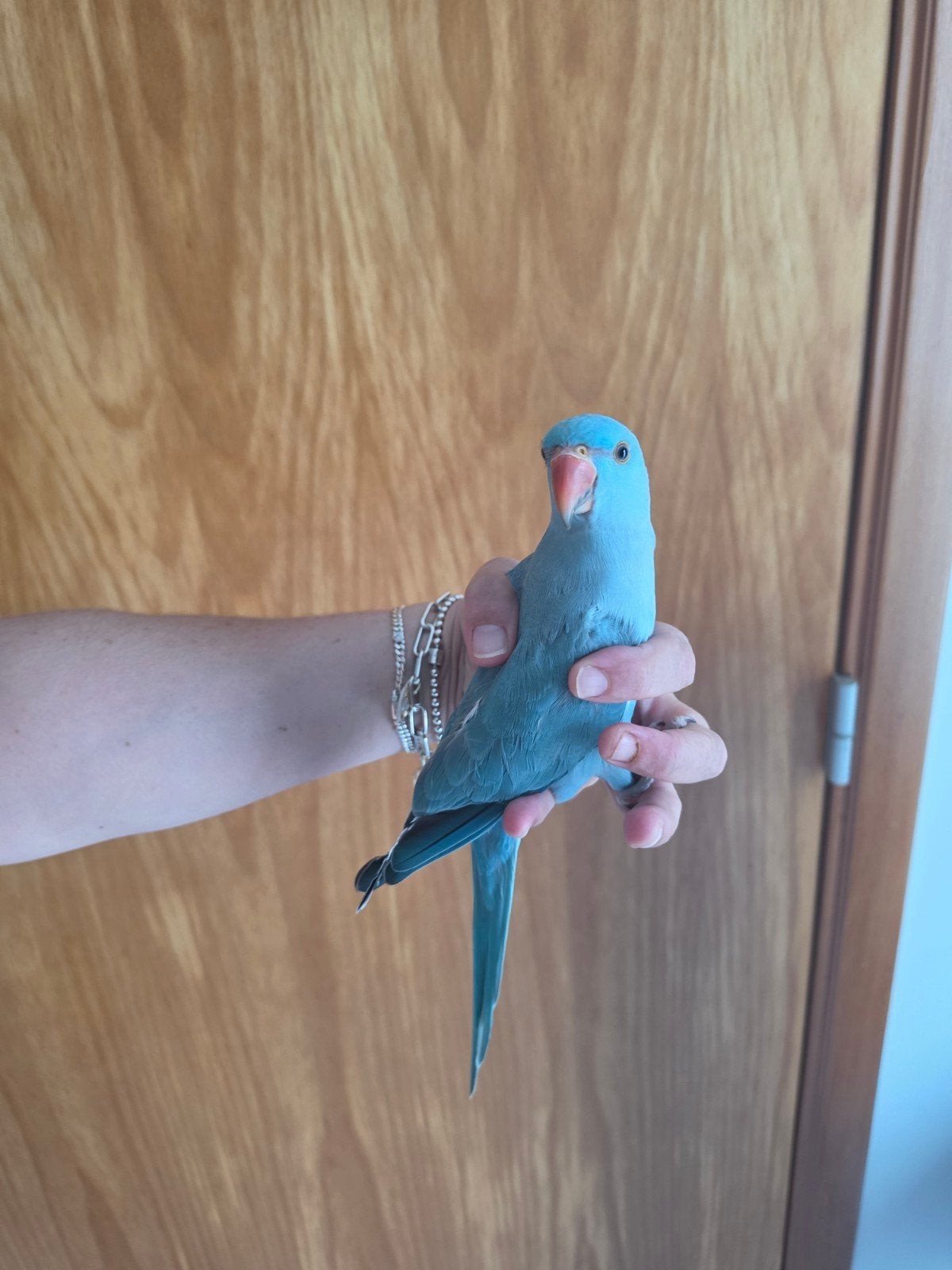 Perruche bourk.  Perruche a collier. Conure   suncheek., Perruche