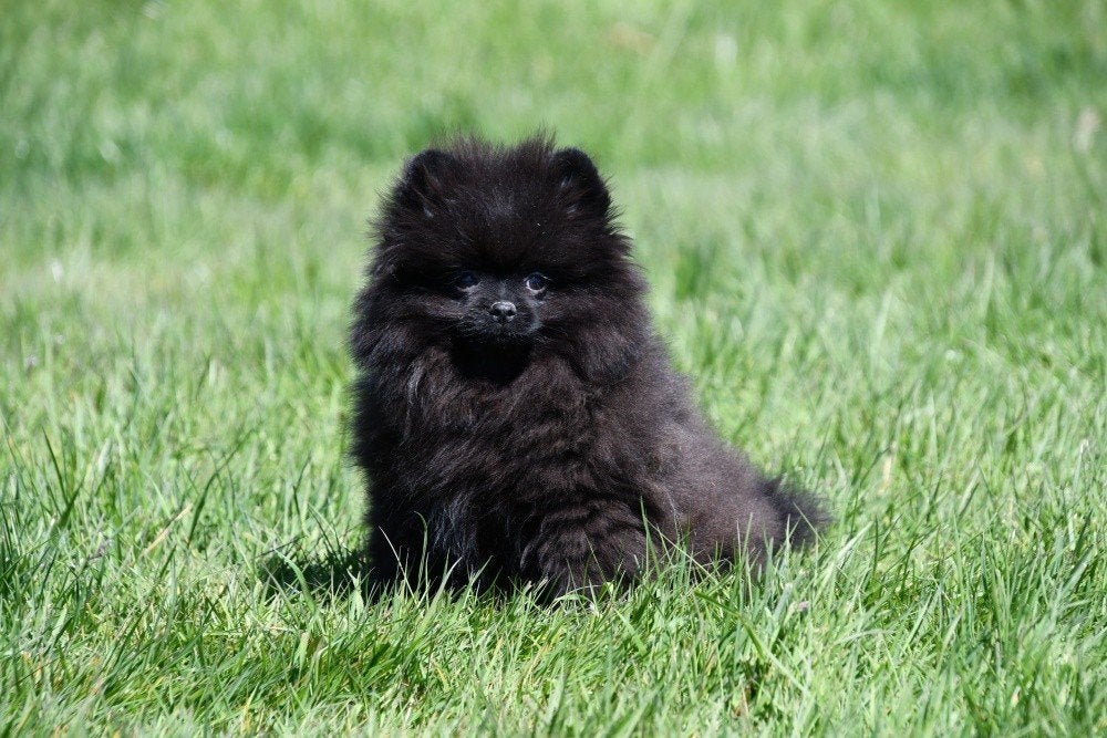 Chiot de Poméranie à vendre, Animaux & Accessoires, 15 semaines à 1 an, Étranger, Loulou, Chien (mâle)