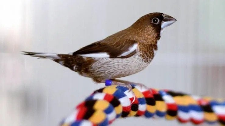 Japans Meeuwtje SPOTprijs All-In, Dieren en Toebehoren, Vogels | Overige Vogels, Vrouwelijk, Tropenvogel, Geringd