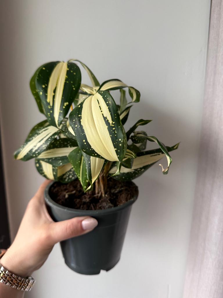 Dracaena Milky Way, Huis en Inrichting, Kamerplanten, Overige soorten, Minder dan 100 cm, Groene kamerplant, Halfschaduw