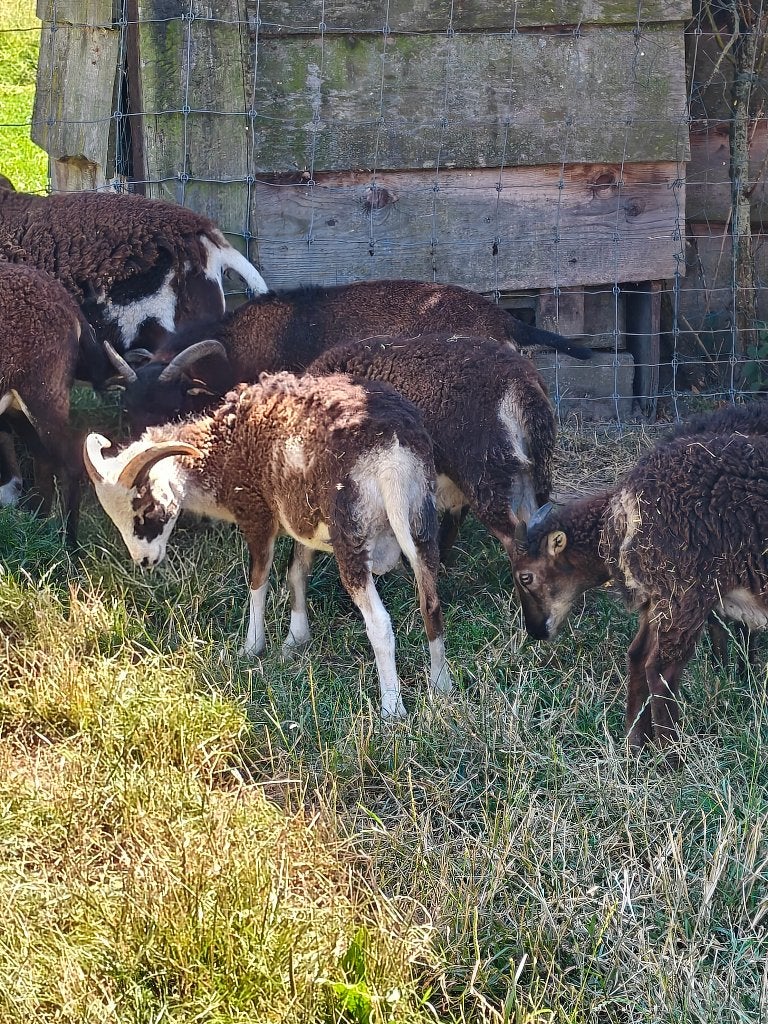 Moutons au soja, Animaux & Accessoires, Moutons, Chèvres & Cochons, Mâle, Mouton, 0 à 2 ans