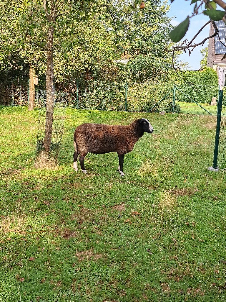 Oud schaap, Vrouwelijk, Schaap, 6 jaar of ouder