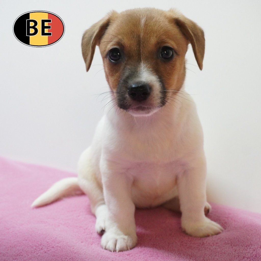 Jack Russell - chiots super mignons et joueurs (belges), Commerçant, Maladie de Carré (chiens), 8 à 15 semaines, Plusieurs