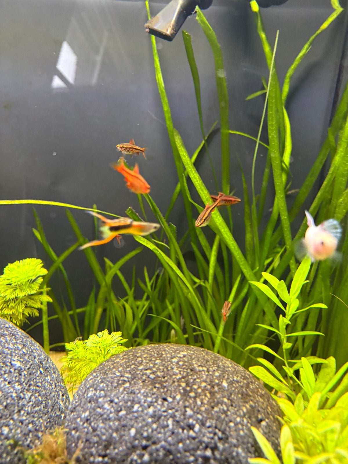 8 Cherry barbs, Vis, Zoetwatervis, Schoolvis