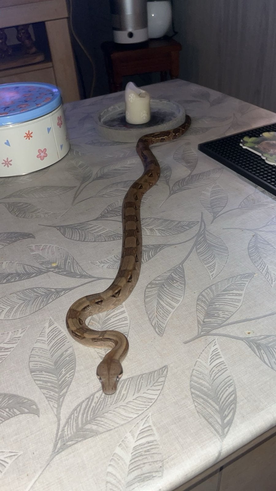 Boa constrictor corn island, Dieren en Toebehoren, Reptielen en Amfibieën, Slang, Tam, 0 tot 2 jaar