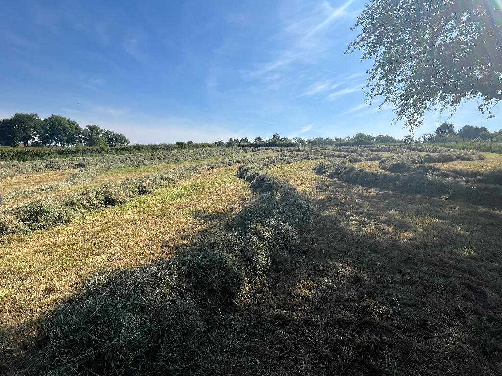 Grote balen hooi, Dieren en Toebehoren, Ophalen of Verzenden, Vee