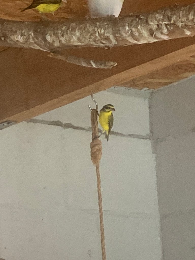 Mozambiquesijs, Plusieurs animaux, Oiseau tropical