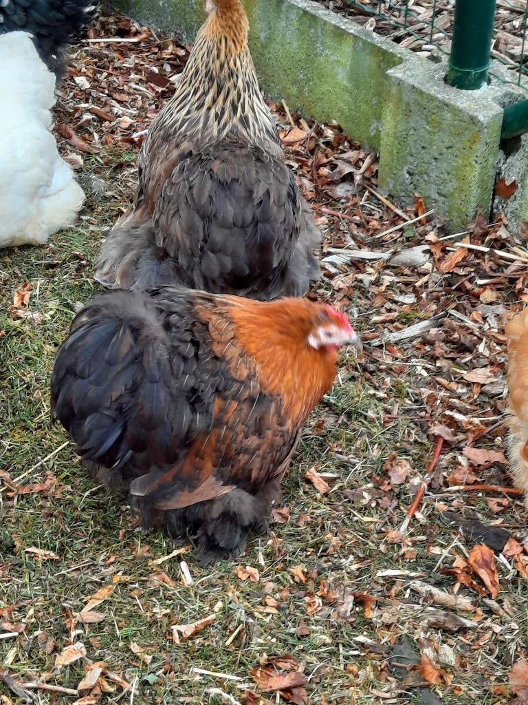 Cochin, Dieren en Toebehoren, Meerdere dieren, Kip