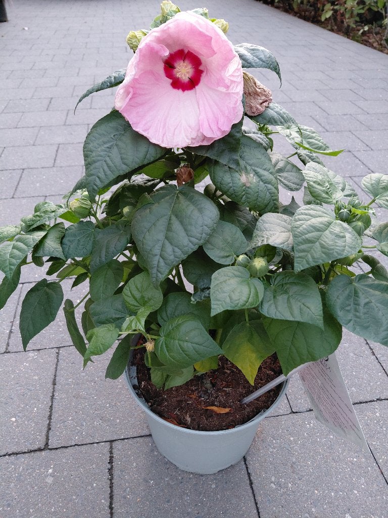 HIbiscus Moscheutos, Tuin en Terras, Planten | Tuinplanten, Ophalen