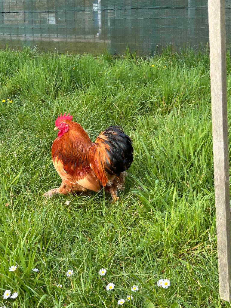 Jong Cochin haantje, Dieren en Toebehoren, Mannelijk, Kip