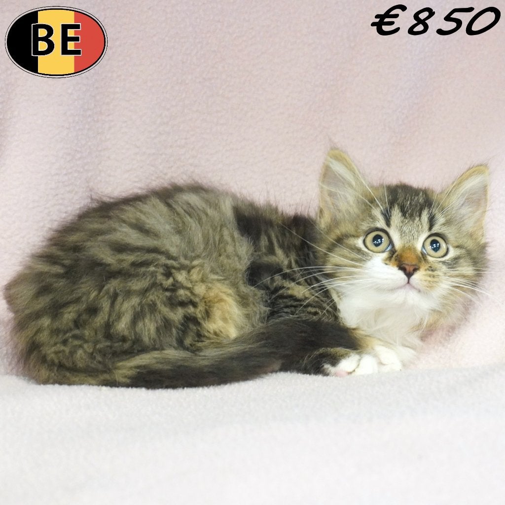 Europese Langhaar kittens te koop, Dieren en Toebehoren, Poes, Langharig, 0 tot 2 jaar