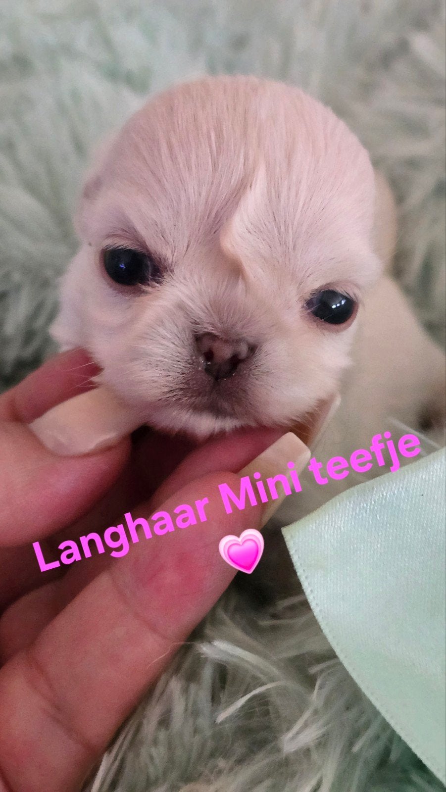 Prachtige langharige en kortharige chihuahua pups, Dieren en Toebehoren, Parvo, België, Fokker | Hobbymatig, 8 tot 15 weken
