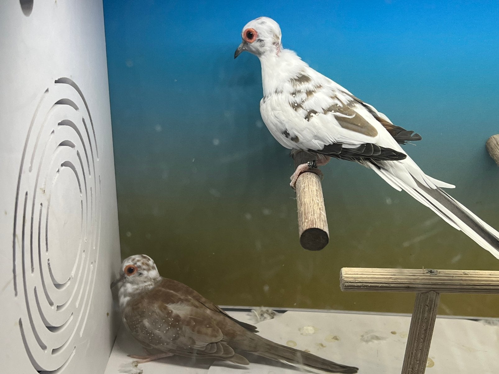 Bonte Diamantduifjes, Dieren en Toebehoren, Meerdere dieren, Overige soorten