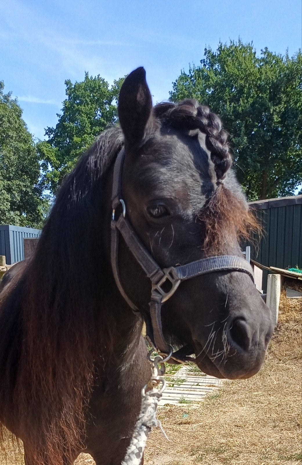 Brave Shetlander ruin, grote maat 2 jaar, Dieren en Toebehoren, Ruin, Onbeleerd, Met stamboom, 0 tot 2 jaar