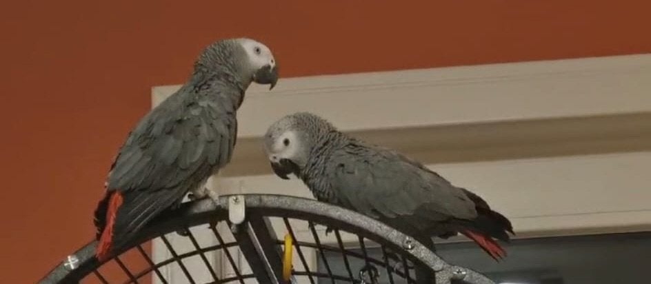 Couple gris du gabon, Plusieurs animaux, Perroquet, Parleur