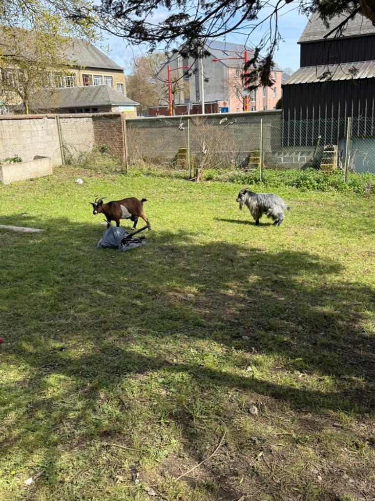 Chèvre et le bouc, Enlèvement ou Envoi
