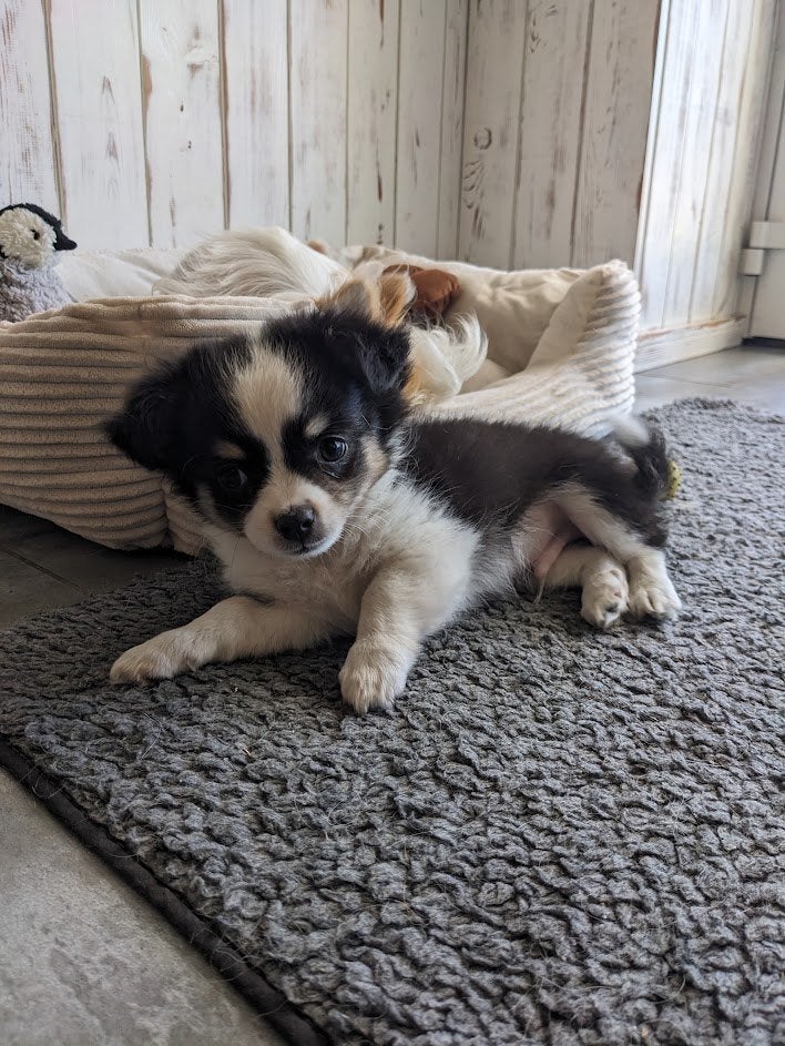Chihuahua, Animaux & Accessoires, Chiens | Chihuahuas & Chiens de compagnie, Chien (mâle), Chihuahua, Particulier, Plusieurs, Belgique