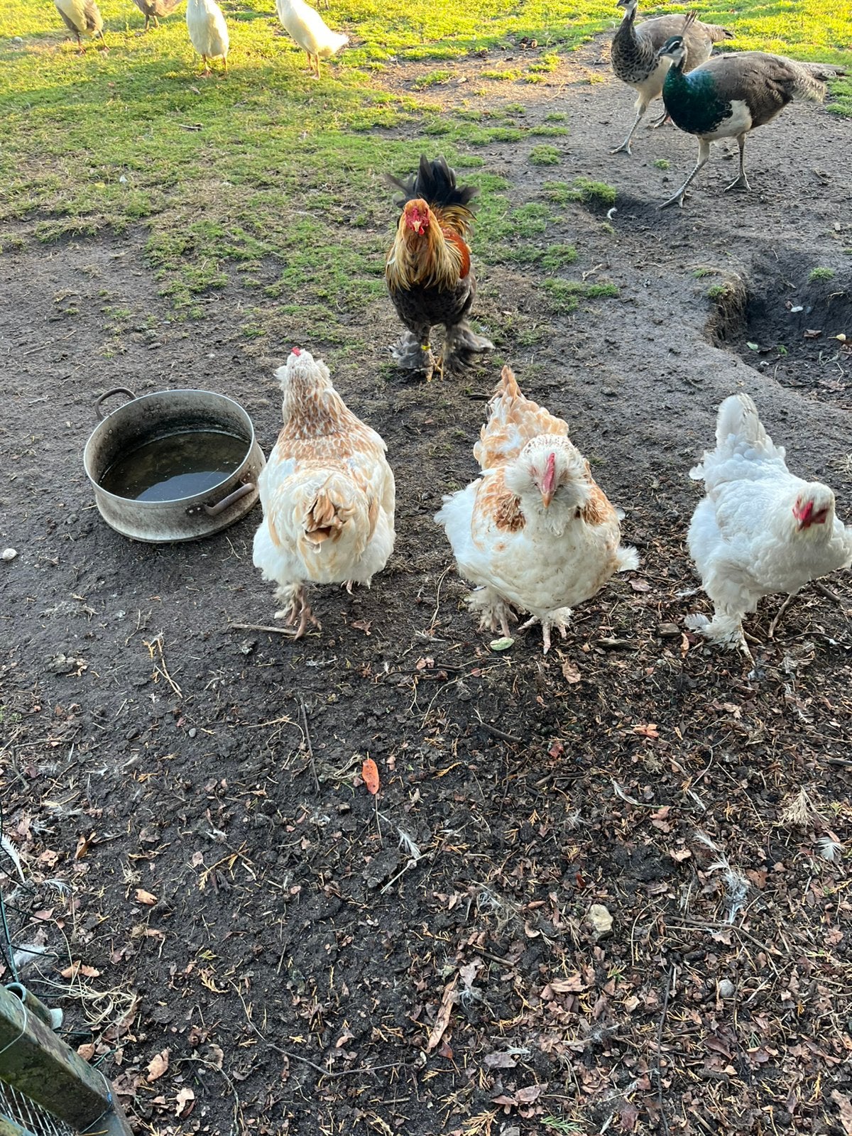 Trio faverolles, Dieren en Toebehoren